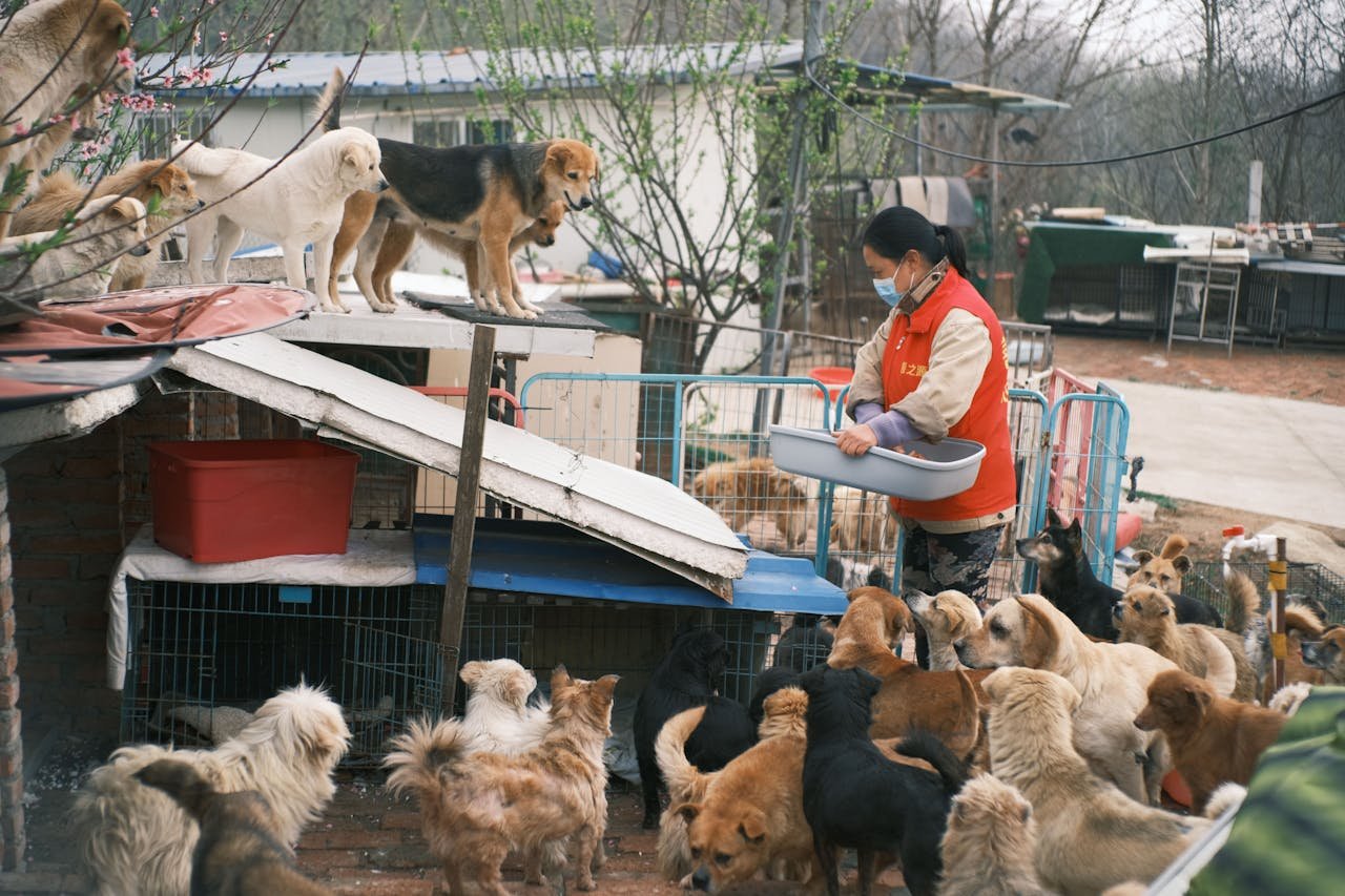 Volunteer in red vest feeding a large group of stray dogs in an outdoor shelter setting.